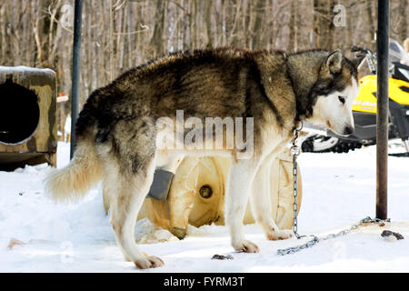 Ein Hundeschlitten-Camp in Plessisville, Quebec. Kanada. Stockfoto