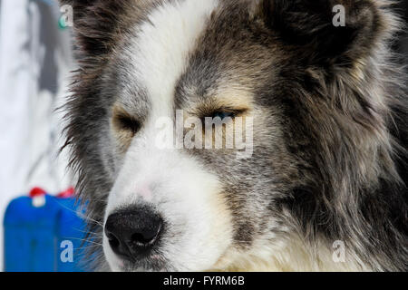 Ein Hundeschlitten-Camp in Plessisville, Quebec. Kanada. Stockfoto