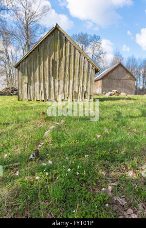 Buschwindröschen am Boden mit Schuppen im Hintergrund Stockfoto