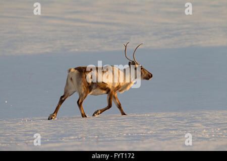 Rentier (Rangifer Tarandus) laufen im Schnee bedeckt Winterlandschaft, Island Stockfoto