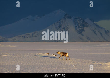 Rentier (Rangifer Tarandus) ohne Geweih auf Nahrungssuche im Schnee bedeckt Winterlandschaft, Island Stockfoto