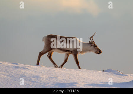 Rentier (Rangifer Tarandus) auf Nahrungssuche im Schnee bedeckt Winterlandschaft, Island Stockfoto