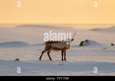 Rentier (Rangifer Tarandus) auf Nahrungssuche im Schnee bedeckt Winterlandschaft bei Sonnenuntergang, Island Stockfoto