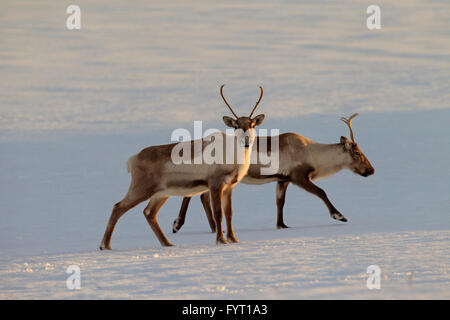 Zwei Rentiere (Rangifer Tarandus) auf Nahrungssuche im Schnee bedeckt Winterlandschaft, Island Stockfoto