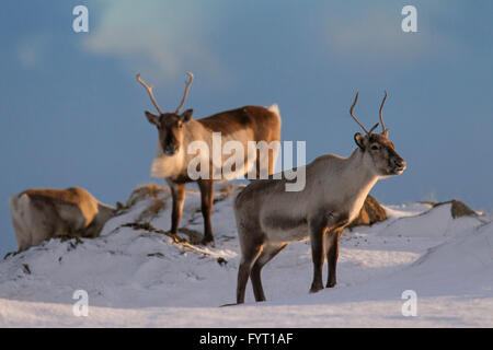 Drei Rentiere (Rangifer Tarandus) auf Nahrungssuche im Schnee bedeckt Winterlandschaft, Island Stockfoto
