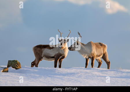 Zwei Rentiere (Rangifer Tarandus) auf Nahrungssuche im Schnee bedeckt Winterlandschaft, Island Stockfoto