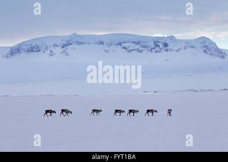 (Rangifer Tarandus) Rentierherde auf Nahrungssuche im Schnee bedeckt Winterlandschaft, Island Stockfoto