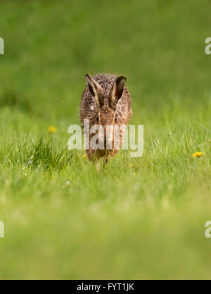 Ein Regen-getränkten braune Hare Lepus Europaeus läuft auf Kamera auf einer Wiese Warwickshire Stockfoto