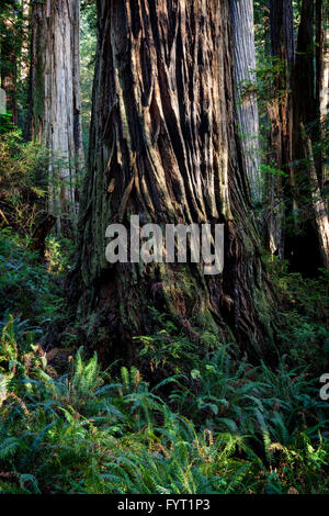 Farne und Redwood-Baum bei Prairie Creek Redwoods nahe Orick, Kalifornien. Stockfoto