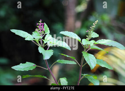 Heiliges Basilikum, Tulsi, ist eine aromatische Pflanze kultiviert für religiöse und medizinische Zwecke und für ätherische Öle. Stockfoto