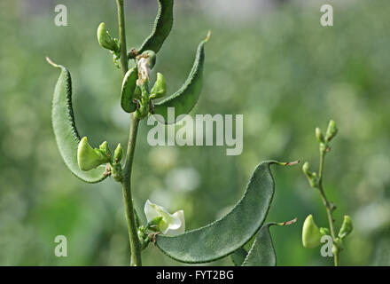 Indische breite Bohnen, eines der ältesten im Gemüseanbau und am einfachsten zu wachsen. Reich an Proteinen und Fasern. Stockfoto