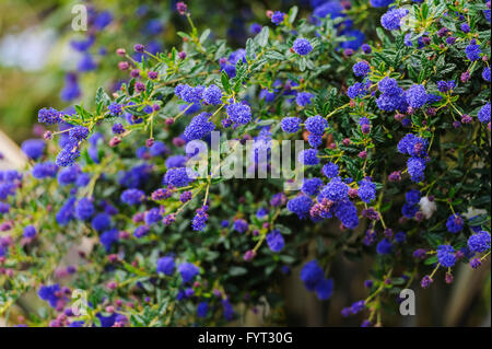 Ceanothus Concha, Kalifornien Flieder, Rhamnaceae Stockfoto