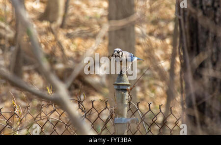 Hübsche Blue Jay am Zaun, die Zweige für Nest zu sammeln Stockfoto