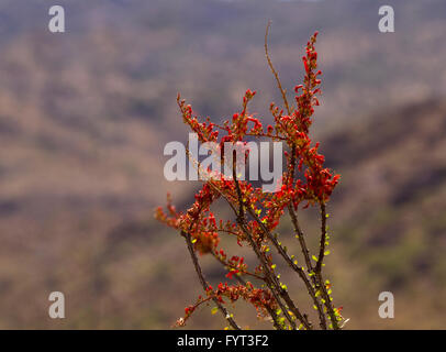 Blühende Blumen auf Ocotillo Kaktus Stöcke in selektiven Fokus gegen Rincon Mountains. Stockfoto