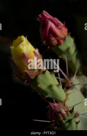 Zwei Knospen der Feigenkaktus gegen dunkle Schatten.  Blüten sind in unterschiedlichen Entwicklungsstadien. Stockfoto