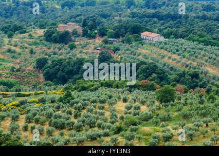 Typische italienische Landschaft in Monteleone d - Umbrien. Stockfoto