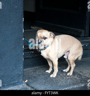 wenig schöne süße glücklich weiße Fett Mops Hund mit Leine legen auf die saubere glatte polierte Betonboden mit einem Futternapf in her Stockfoto