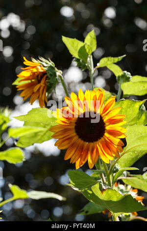 Eine Sonnenblume Pflanze ist Hintergrundbeleuchtung durch die Sommer-Sonne scheint nach unten in einen Garten. Out-of-Fokus Hintergrund ist nicht schwarz & weiß Stockfoto