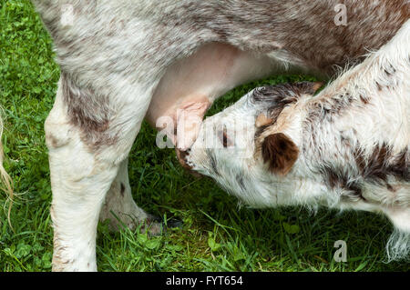 Spanferkel, Kalb Fütterung aus der Mutter Euter in den Yorkshire Dales Stockfoto