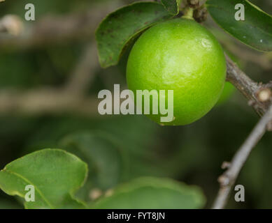 Tahitian oder persischer Kalk Obstbau in Plantage in Kauai Stockfoto