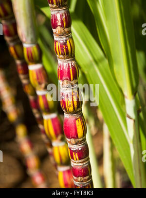 Zuckerrohr-Pflanze wächst in Plantage in Kauai Stockfoto