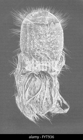 Schwämme: Schreinerei Glas-Schwamm, Pheronema, antike print 1896 Stockfoto