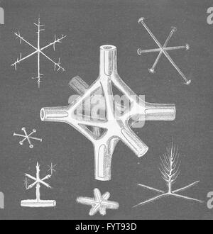 SILIZIUMHALTIGEN KNOCHENSPLITTER: von sechs durchleuchtet oder Glas Schwämme; Ventriculite, print 1896 Stockfoto