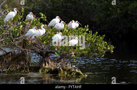 American White Ibis Schlafplatz auf einem Busch in einem Salzwasser Sumpf Stockfoto