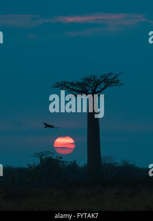 Sonnenaufgang über Allee der Baobabs, Madagaskar Stockfoto