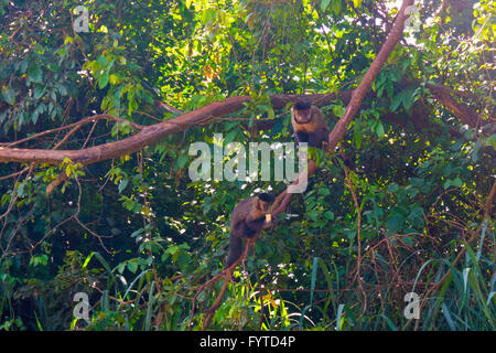 Affen in einem Baum Stockfoto