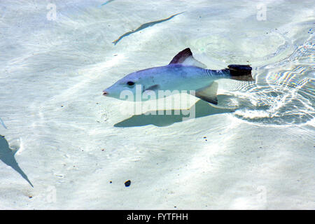 kleine Fische Isla Contoy im Schaum am Meer-Tag Stockfoto