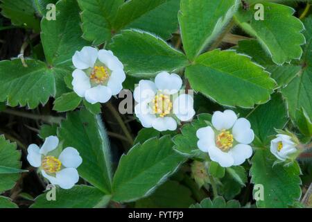 Fragaria Vesca, Walderdbeere, in Blüte, England, April. Stockfoto