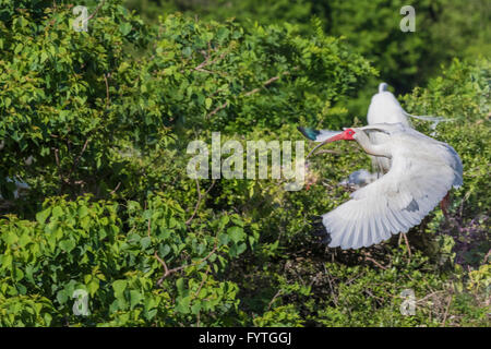 American White Ibis im Flug bei The Rookery Smith Oaks in High Island, Texas, während der Brutzeit. Stockfoto