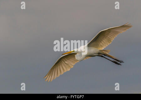 Silberreiher fliegen in der Dämmerung bei The Rookery Smith Oaks in High Island, Texas, während der Brutzeit. Stockfoto