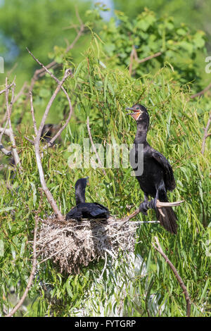 Neotropis Kormoran an The Rookery Smith Oaks in High Island, Texas, während der Brutzeit. Stockfoto