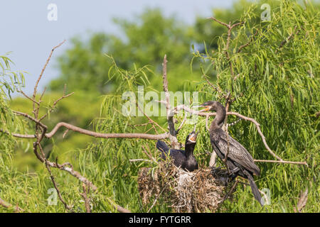 Neotropis Kormoran an The Rookery Smith Oaks in High Island, Texas, während der Brutzeit. Stockfoto