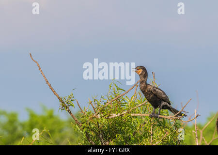 Neotropis Kormoran an The Rookery Smith Oaks in High Island, Texas, während der Brutzeit. Stockfoto