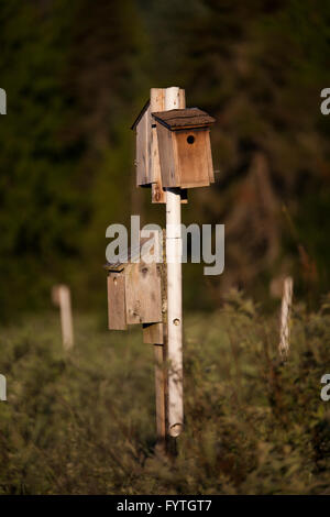 Freiwillige Wissenschaftlern und Naturschützern überwachen wandernden Rufous Kolibris (Selasphorus Rufus) als Teil des Kolibri Monitoring Network.  Vögel im Alter, geschlechtlich, gewogen und markiert an einer Streifenbildung Station in Pfeifente Marsh Park Reserve, Brite/Britin Co Stockfoto