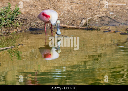 Rosige Löffler mit Reflexionen an The Rookery Smith Oaks in High Island, Texas, während der Brutzeit. Stockfoto