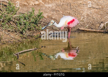 Rosige Löffler mit Reflexionen an The Rookery Smith Oaks in High Island, Texas, während der Brutzeit. Stockfoto