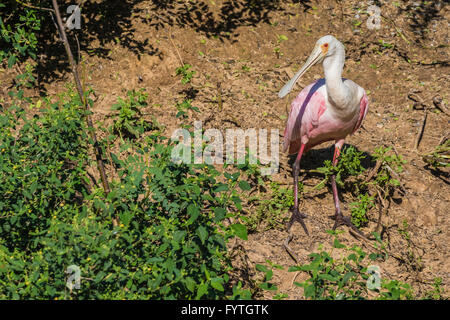 Rosige Löffler in The Rookery Smith Oaks in High Island, Texas, während der Brutzeit. Stockfoto