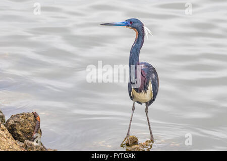 Dreifarbigen Heron in der Zucht Gefieder auf Bolivar-Halbinsel. Stockfoto