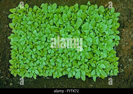 Jungpflanzen von Petunia hybrida Stockfoto