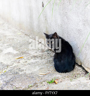 Schwarze Katze saß wieder neben der weißen Wand und Fotografen betrachten Stockfoto