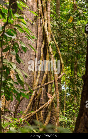 Die Halbinsel OSA, COSTA RICA - Epiphyten Reben Kletterbaum im Regenwald. Stockfoto