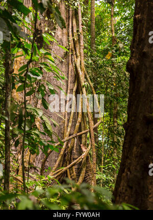 Die Halbinsel OSA, COSTA RICA - Epiphyten Reben Kletterbaum im Regenwald. Stockfoto