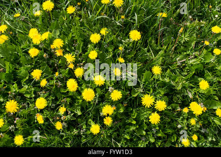 Gemeinsamen Löwenzahn (Taraxacum Officinale) in Blüte im Rasen wächst Stockfoto