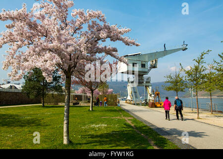 Rheinpromenade in Bingen am Rhein, Frühling, Blüte der Kirsche Zierbäume, Wanderer, Stockfoto