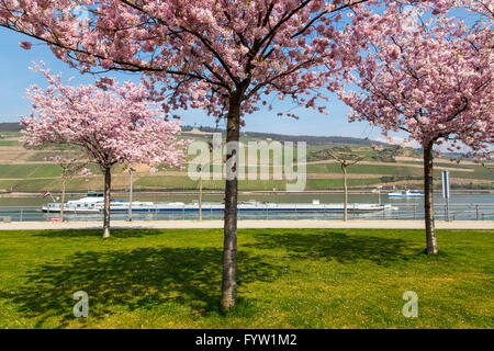 Rheinpromenade in Bingen am Rhein, Frühling, Blüte der Kirsche Zierbäume, Wanderer, Stockfoto