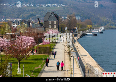 Rheinpromenade in Bingen am Rhein, Frühling, Blüte der Kirsche Zierbäume, Wanderer, Stockfoto